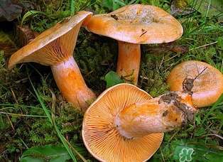 松乳菇的作用和功效,松乳菇的作用