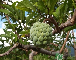 番荔枝什么时候吃最好,番荔枝什么时候可以吃