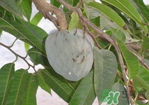 荔枝的作用,番荔枝的吃法 荔枝的作用,番荔枝的吃法