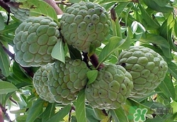 番荔枝的功效和作用禁忌,荔枝有什么作用