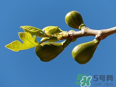 无花果叶子煮水有什么作用,无花果叶子煮水有什么作用和功效