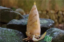 冬笋可以冷冻吗,冬笋可以直接冷冻吗 冬笋可以冷冻吗,冬笋可以直接冷冻吗