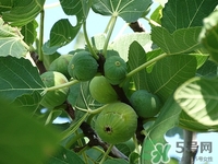 无花果怎样治痔疮,无花果痔疮的最佳治疗方法 无花果怎样治痔疮,无花果痔疮的最佳治疗方法