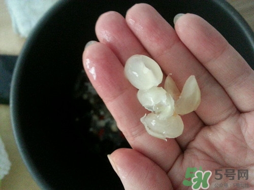 皂角米的功效和作用及副作用,皂角米的功效和作用 皂角米的功效和作用及副作用,皂角米的功效和作用