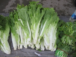 白菜苔的功效作用和禁忌,白菜苔的功效作用