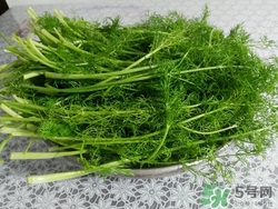 茴香吃多了会怎么样,茴香吃多了有什么坏处
