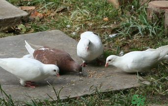 鸽子功效和营养价值,哪种鸽子营养价值更高