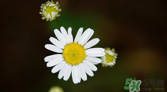 冬季喝菊花茶的好处,冬季喝菊花茶好吗 冬季喝菊花茶的好处,冬季喝菊花茶好吗