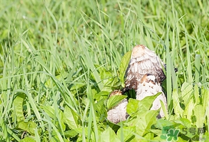 鸡腿菇的功效和作用禁忌,鸡腿菇的功效和作用以及营养价值