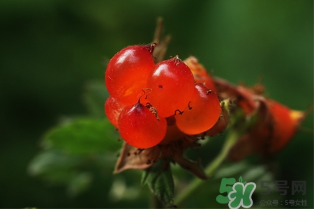 刺泡儿和覆盆子的区别,覆盆子泡水的功效和作用 刺泡儿和覆盆子的区别,覆盆子泡水的功效和作用