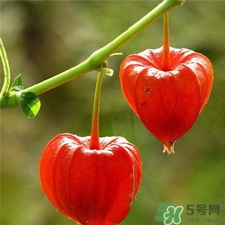 灯笼果的皮有什么好处,灯笼果有什么作用