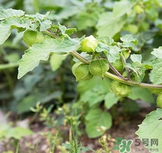 灯笼果哪些人不能吃,灯笼果能不能吃