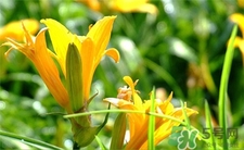 吃黄花菜中毒怎么办,吃黄花菜中毒怎么办吃什么药