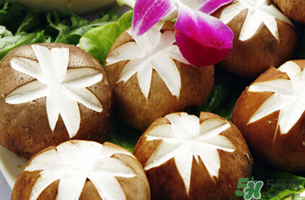 吃香菇的好处和功效,吃香菇的好处和坏处 吃香菇的好处和功效,吃香菇的好处和坏处