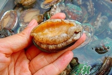 鲍鱼死后多久不能吃,鲍鱼死后还可以吃吗