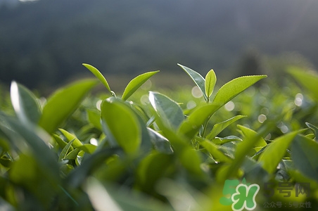 喝白茶可以减肥么,喝白茶减肥效果最好