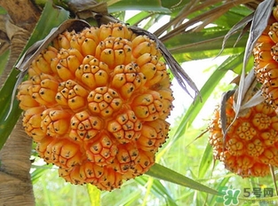 露兜果功效,露兜果的药用价值