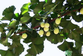 白果种植方法,白果树苗的种植方法