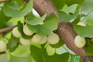 吃白果的好处和坏处,食用白果有什么好处 吃白果的好处和坏处,食用白果有什么好处