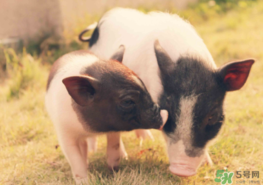 猪皮上的毛怎么去掉 猪皮去毛小妙招,肉皮上的毛怎么能去掉