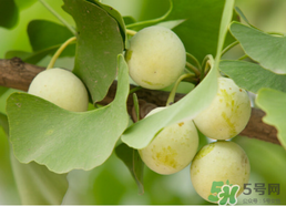 白果怎么食用,白果怎么处理才能吃