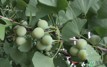 白果怎么吃不会中毒一般煮多少时间,白果怎么吃不会中毒