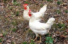 现在肉鸡价格多少钱一斤,现在本地鸡多少钱一斤