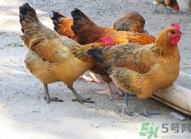 土鸡多少钱一斤2021年,土鸡多少钱一斤市场价格