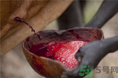 牛血的功效和作用禁忌,牛血的功效和作用及食用方法