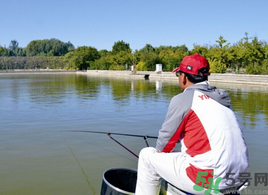 秋天钓鲤鱼用什么饵料最好,秋天钓鲤鱼用什么窝料打窝好