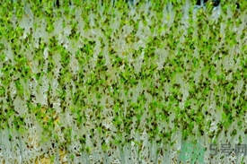 怎么吃最好吃,如何吃的营养又健康 怎么吃最好吃,如何吃的营养又健康