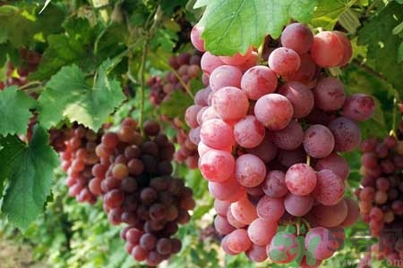 红提子的营养价值,红提子的营养价值和功效 红提子的营养价值,红提子的营养价值和功效