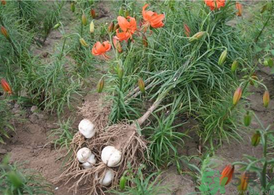 百合花的寓意及象征,百合花的寓意和花语