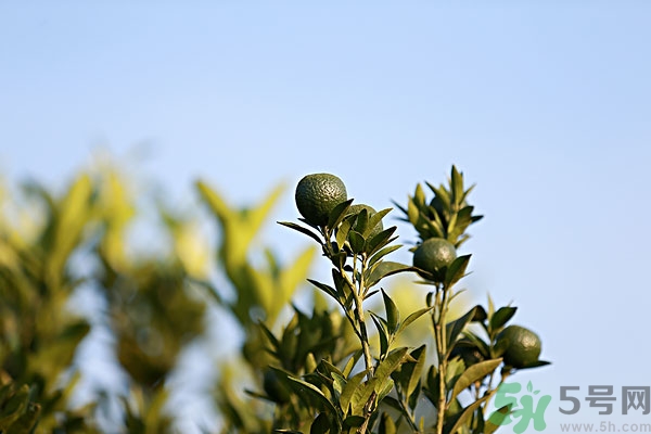 哪些食物助消化加快肠胃蠕动,哪些食物助消化