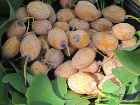 新鲜银杏果怎么去皮最简单,银杏果怎样去皮 新鲜银杏果怎么去皮最简单,银杏果怎样去皮