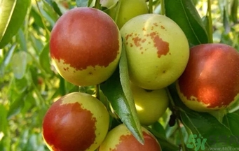 冬枣用放冰箱吗,冬枣洗了能放多久