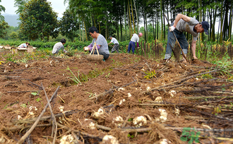 新鲜百合可以生吃吗有什么作用,吃鲜百合有什么功效和作用