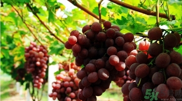 吃红提会上火吗?,红提吃起来会不会上火