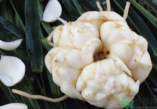 新鲜百合怎么保存方法,鲜百合怎么保存,教您几种方法