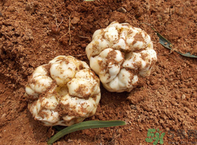 新鲜百合可以放多久?,鲜百合常温下可以放多久