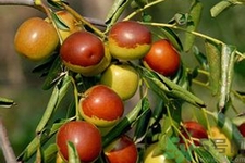 睡前吃冬枣会胖吗,晚上吃冬枣会胖吗 睡前吃冬枣会胖吗,晚上吃冬枣会胖吗