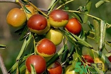 冬枣的贮藏方式,冬枣的保存方法 冬枣的贮藏方式,冬枣的保存方法