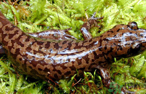 娃娃鱼的特征简单介绍,娃娃鱼的特征 娃娃鱼的特征简单介绍,娃娃鱼的特征