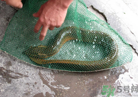 野生黄鳝和养殖黄鳝的区别,野生黄鳝和养殖黄鳝的区别图片