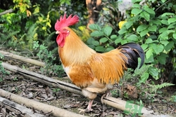 农家炖土鸡的做法大全,农家炖土鸡的做法大全窍门 农家炖土鸡的做法大全,农家炖土鸡的做法大全窍门