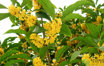 秋天常见的花有哪些花开,秋天开的花有啥花