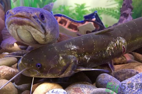 哪些鱼死了不能吃,哪些鱼死了不能吃不