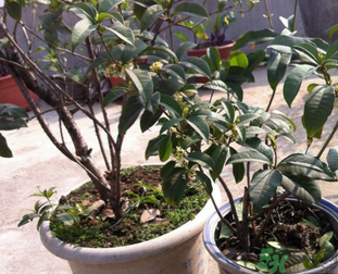 桂花可以做什么糕点,桂花可以做什么美食