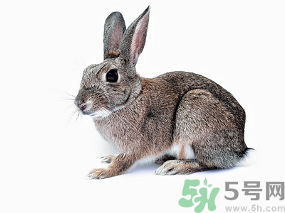 养兔注意事项,喂兔子注意事项 养兔注意事项,喂兔子注意事项