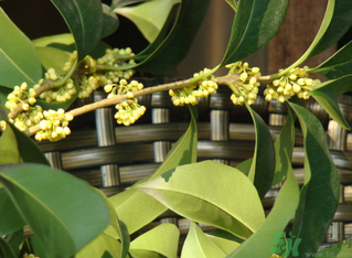 桂花怎么采摘最好,桂花怎么采摘比较快